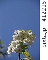 満開のさくらんぼの花
