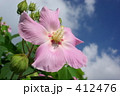 芙蓉の花