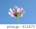 秋空のコスモス