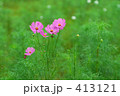 コスモス コスモス