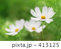 白いコスモス