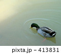 鴨