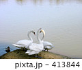白鳥と鴨