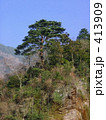 山の樹木