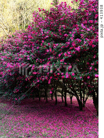山茶花