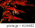 夜の紅葉