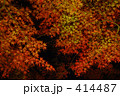 重なり合う紅葉