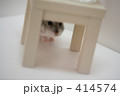 ハムスター