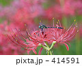 彼岸花と蜻蛉