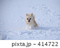 「チワワ」の写真 [414722]