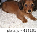 犬