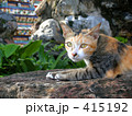 タイのお寺に猫