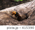 オオスズメバチ