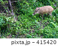 イノシシ出現