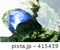 水面と魚影