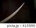 白蛇のしっぽ