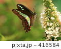 房藤空木と青筋揚羽
