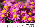 ピンク色の小菊 ピンク色の小菊