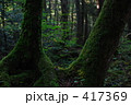 木と木の間から 木と木の間から