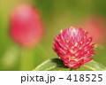 陽を浴びる千日紅
