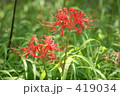 彼岸花