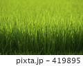 逆光の稲の葉
