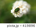 ハナムグリと房藤空木