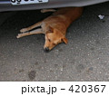 車の下でお休みわんこ