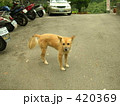 温泉地のわんこ１