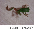 カエル