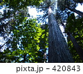 すぎ