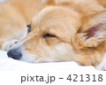 ウェリッシュコーギー ウィンク ウェリッシュコーギー ウィンク