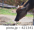 水牛