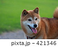 素材ナンバー 421346 : 「柴犬」