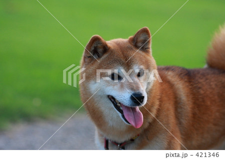 「柴犬」の写真素材