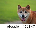 素材ナンバー 421347 : 「柴犬」