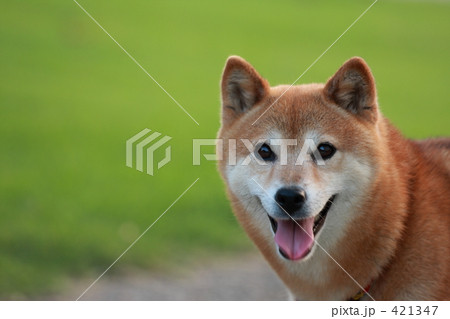 「柴犬」の写真素材