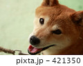 素材ナンバー 421350 : 「柴犬」