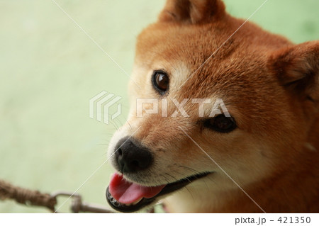「柴犬」の写真素材