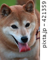 素材ナンバー 421359 : 「柴犬」