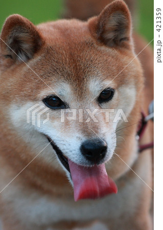 「柴犬」の写真素材