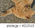おひるねこ