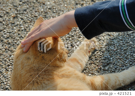 「ねこなで」の写真素材