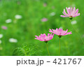 コスモス コスモス