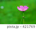 コスモス
