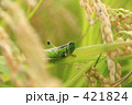 稲の葉をかじるイナゴ