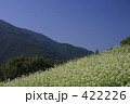 蕎麦畑