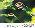 ねこじゃらし