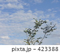 まんさくと空
