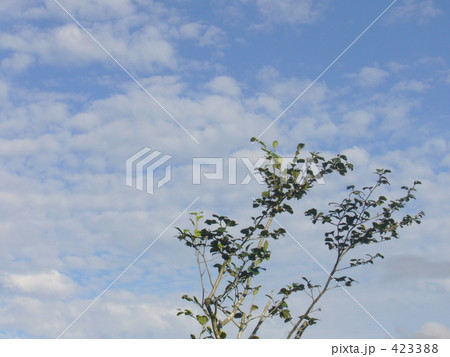 まんさくと空 まんさくと空